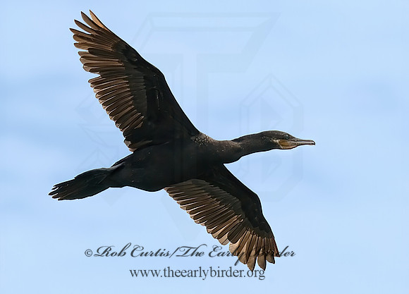 Nannopterum brasilianum  NEOTROPIC CORMORANT 6022516z