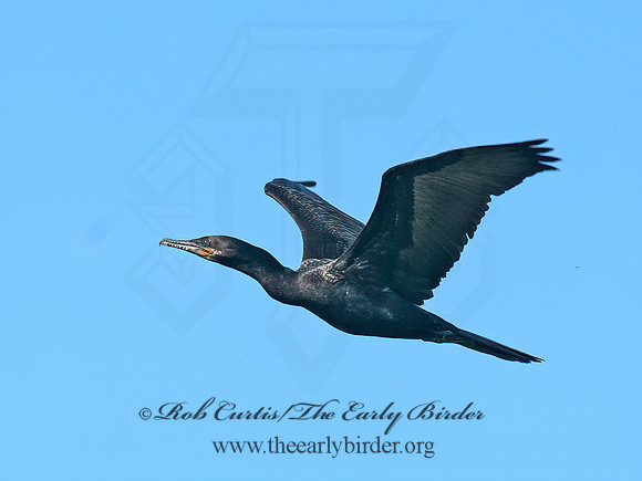 Nannopterum brasilianum  NEOTROPIC CORMORANT 6038721z
