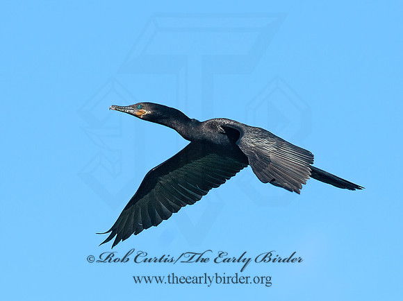 Nannopterum brasilianum  NEOTROPIC CORMORANT 6038722z