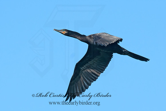 Nannopterum brasilianum  NEOTROPIC CORMORANT 6038723z