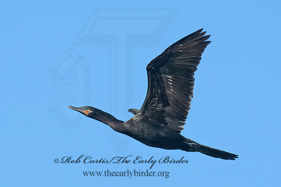 Nannopterum brasilianum  NEOTROPIC CORMORANT 6038724z