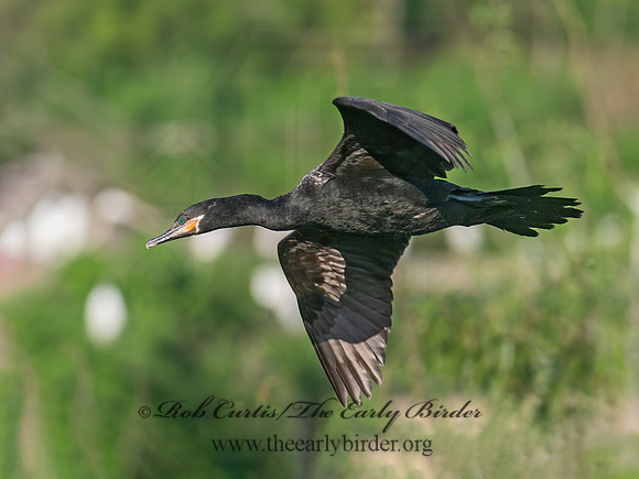 Nannopterum brasilianum  NEOTROPIC CORMORANT 6038726z