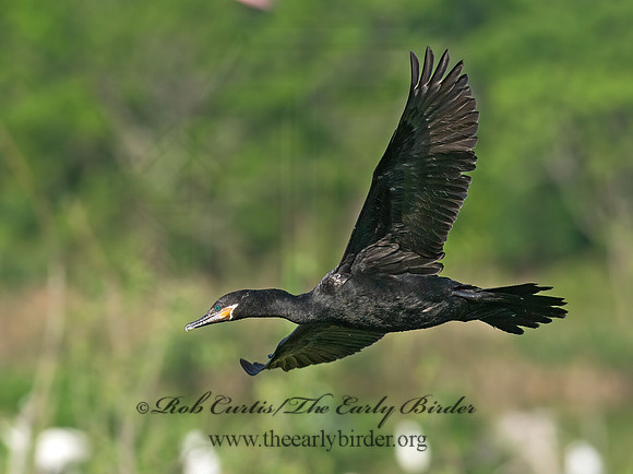 Nannopterum brasilianum  NEOTROPIC CORMORANT 6038725z