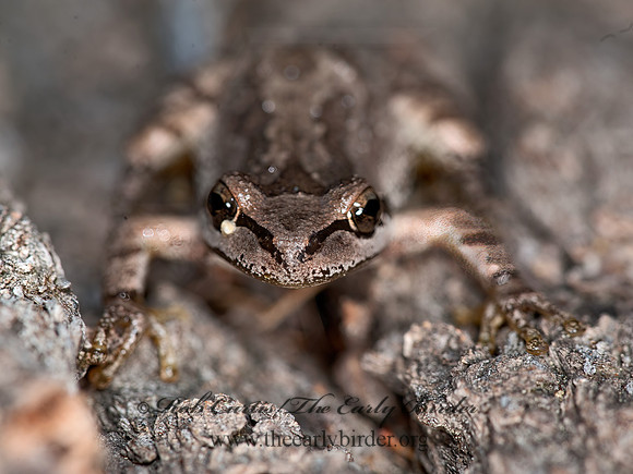 Pseudacris sierra  SIERRAN TREEFROG 8036703 z