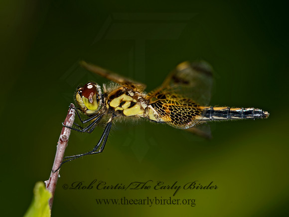 Celithemis elisa CALICO PENNANT 9031999