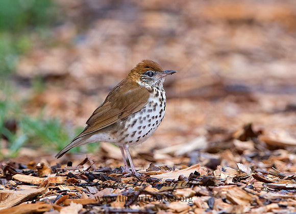 Hylocichla mustelina WOOD THRUSH 9043493z