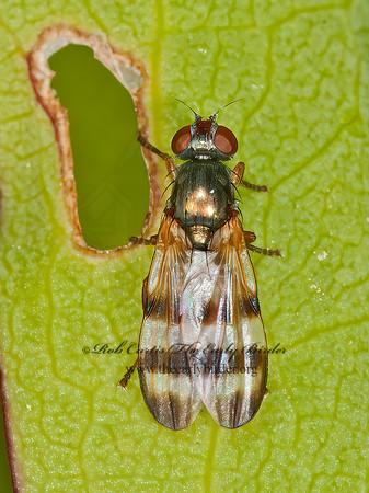 Chaetopsis aenea  PICTURE-WINGED FLY 3013693z