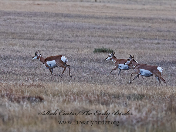Antilocapra americana  PRONGHORN 6037234z