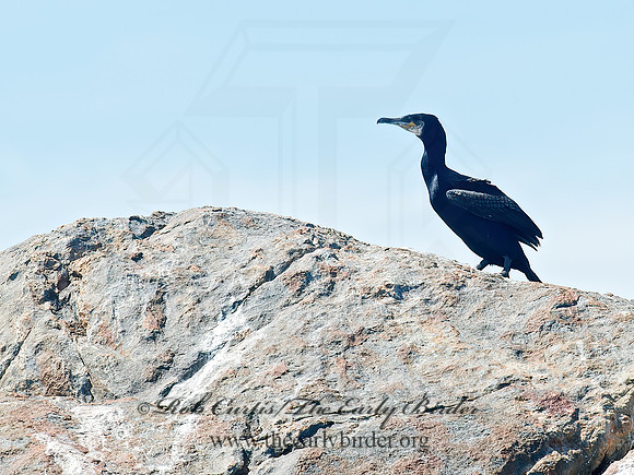 Phalacrocorax carbo  GREAT CORMORANT 9032235z