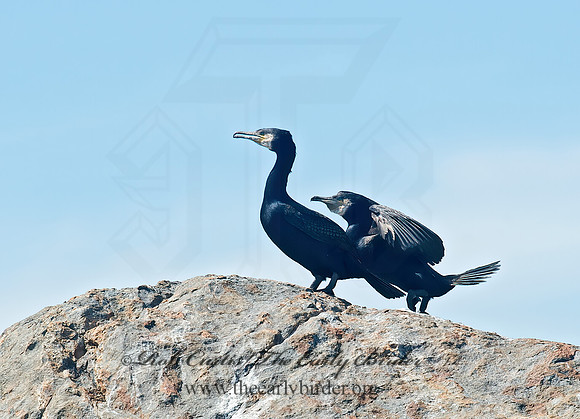 Phalacrocorax carbo  GREAT CORMORANT 9032238z