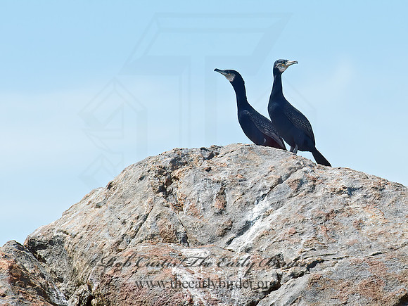 Phalacrocorax carbo  GREAT CORMORANT 9032240z