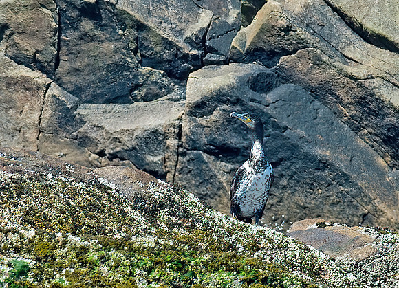 Phalacrocorax carbo  GREAT CORMORANT 9032068z