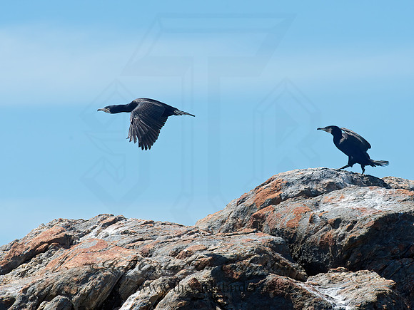 Phalacrocorax carbo  GREAT CORMORANT 9032246z