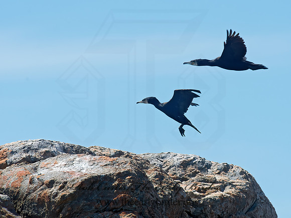 Phalacrocorax carbo  GREAT CORMORANT 9032245z