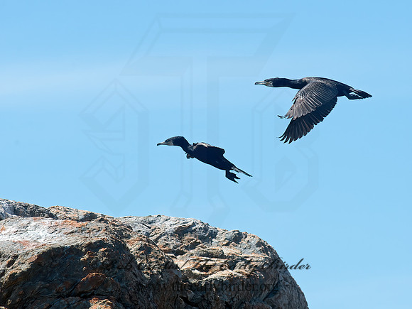 Phalacrocorax carbo  GREAT CORMORANT 9032244z