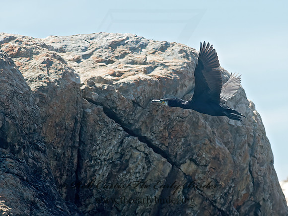 Phalacrocorax carbo  GREAT CORMORANT 9032233z