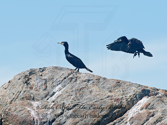 Phalacrocorax carbo  GREAT CORMORANT 9032237z