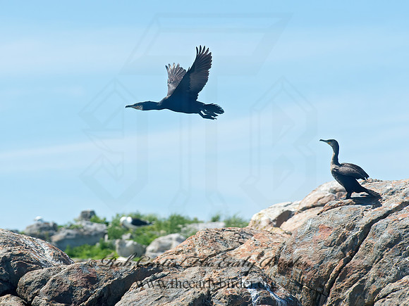 Phalacrocorax carbo  GREAT CORMORANT 9032231z