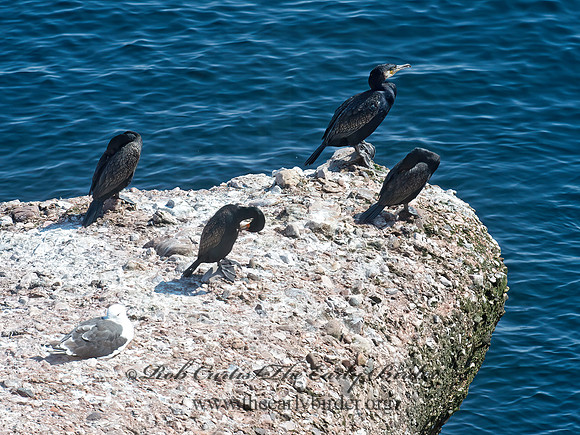 Phalacrocorax carbo  GREAT CORMORANT 9035269z