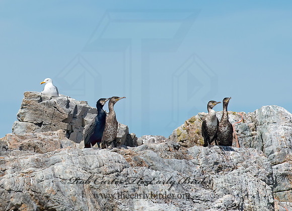 Phalacrocorax carbo  GREAT CORMORANT 9032263z