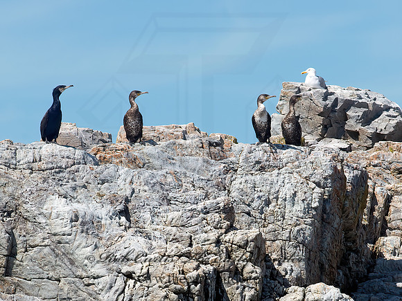 Phalacrocorax carbo  GREAT CORMORANT 9032260z