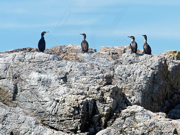 Phalacrocorax carbo  GREAT CORMORANT 9032258z