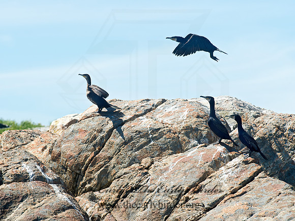 Phalacrocorax carbo  GREAT CORMORANT 9032229z