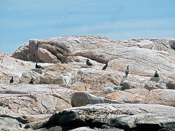 Phalacrocorax carbo  GREAT CORMORANT 9032144z