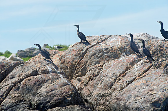 Phalacrocorax carbo  GREAT CORMORANT 9032227z