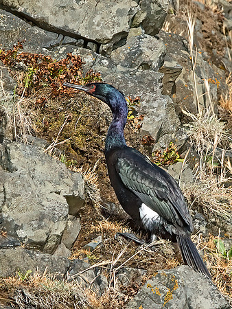 Urile pelagicus  PELAGIC CORMORANT 9060113z