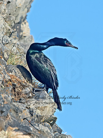 Urile pelagicus  PELAGIC CORMORANT 9060357z