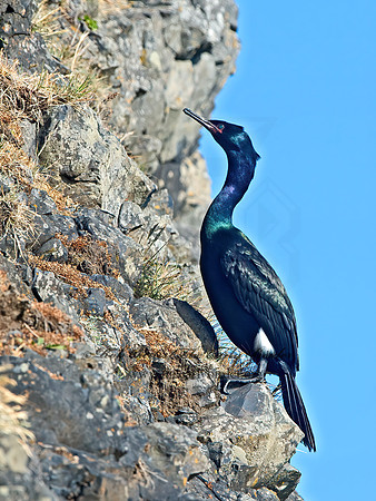 Urile pelagicus  PELAGIC CORMORANT 9060351z