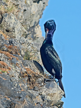 Urile pelagicus  PELAGIC CORMORANT 9060352z