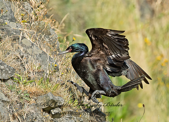 Urile pelagicus  PELAGIC CORMORANT 9060135z