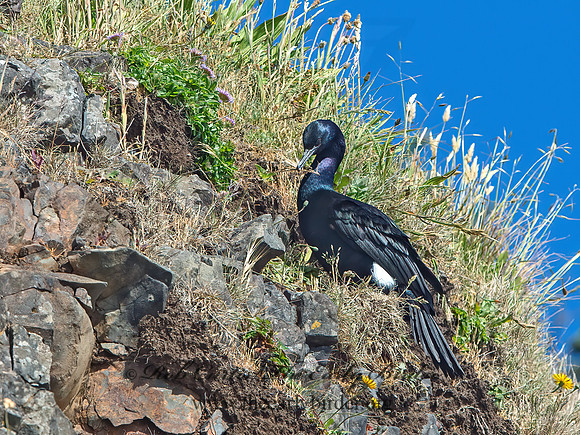 Urile pelagicus  PELAGIC CORMORANT 9060333z