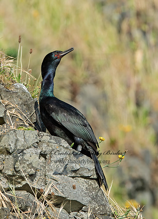 Urile pelagicus  PELAGIC CORMORANT 9060131z