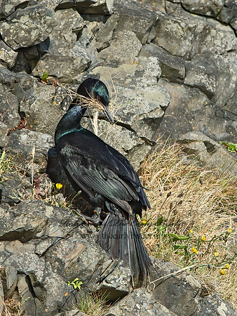 Urile pelagicus  PELAGIC CORMORANT 9060122z