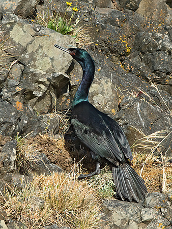 Urile pelagicus  PELAGIC CORMORANT 9060127z
