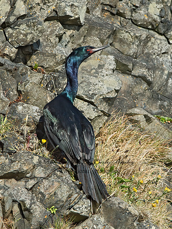 Urile pelagicus  PELAGIC CORMORANT 9060119z