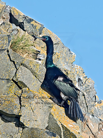 Urile pelagicus  PELAGIC CORMORANT 9060110z