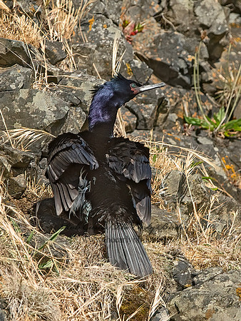Urile pelagicus  PELAGIC CORMORANT 9060103z