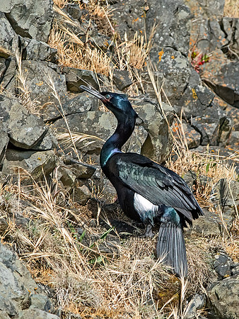 Urile pelagicus  PELAGIC CORMORANT 9060098z