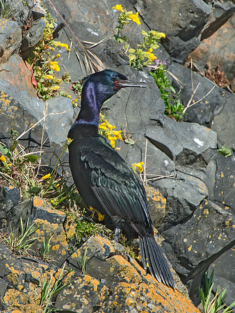 Urile pelagicus  PELAGIC CORMORANT 9060082z