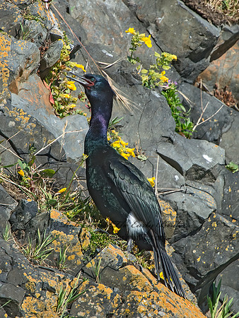 Urile pelagicus  PELAGIC CORMORANT 9060088z