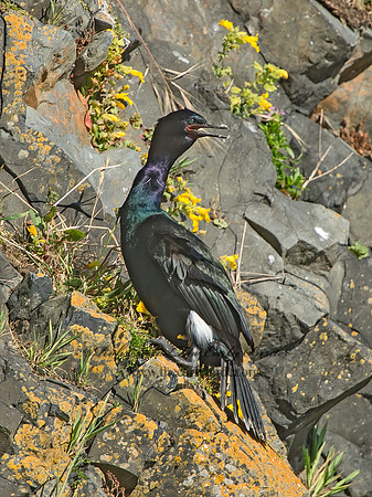 Urile pelagicus  PELAGIC CORMORANT 9060079z