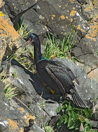 Urile pelagicus  PELAGIC CORMORANT 9060070z
