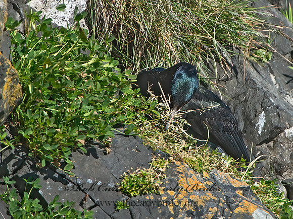 Urile pelagicus  PELAGIC CORMORANT 9060059z