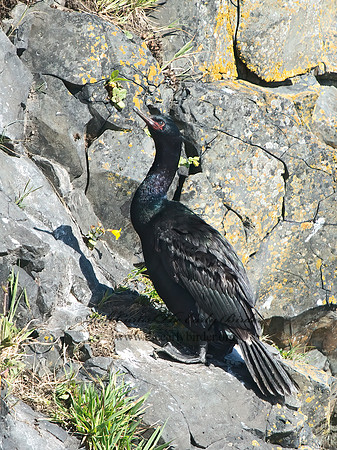 Urile pelagicus  PELAGIC CORMORANT 9060054z