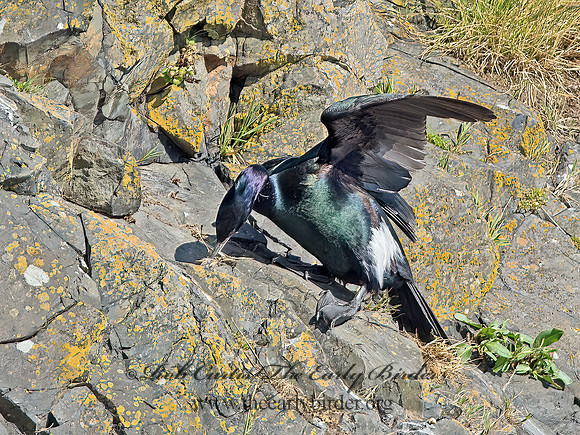 Urile pelagicus  PELAGIC CORMORANT 9060044z