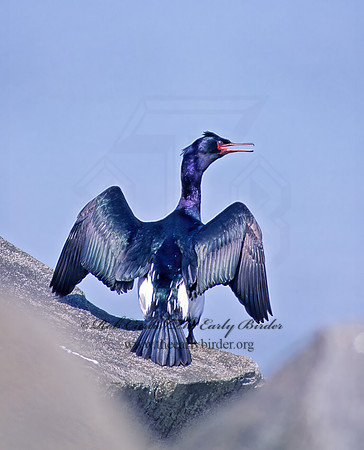 Urile pelagica  PELAGIC CORMORANT 145834z